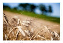 Load image into Gallery viewer, Mancini Pastificio Calamarata Pasta (12- Pack Case) 500gm.