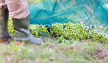 Load image into Gallery viewer, SAALGA Extra Virgin Olive Oil IGP Sicilia - Bella Sicilia