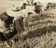 Load image into Gallery viewer, Vialone Nano Rice Risotto 500g Ca' Vecchia Premium Quality Rice (2-Can Pack