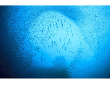 Load image into Gallery viewer, Canned Sardines in Olive Oil -