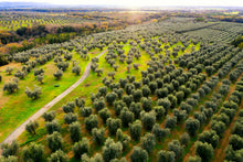 Load image into Gallery viewer, Olive Oil VANTIA Imported Extra Virgin 1-liter each (Case of 6-Bottles)