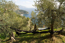 Load image into Gallery viewer, Olive Oil VANTIA Imported Extra Virgin 1-liter each (Case of 6-Bottles)