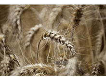 Load image into Gallery viewer, Caputo Antimo Pizzeria Flour 55 LB Bag Double Zero 00 All Natural Wheat
